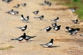 Flock of White-winged Black Tern birds on wetlands during a spring nesting period