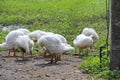 A flock of white young geese