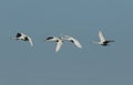 A flock of stunning Whooper Swan Cygnus cygnus flying in the blue sky.