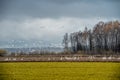 Flock of Whooper swan, Cygnus walking on field