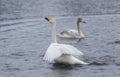 A flock of Whooper swan and ducks wintering on the thermal lake Svetloe Lebedinoe,Russia Royalty Free Stock Photo