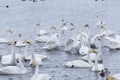 A flock of Whooper swan and ducks wintering on the thermal lake Svetloe Lebedinoe, Altai, Russia Royalty Free Stock Photo