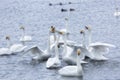 A flock of Whooper swan