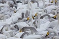 flock of Whooper swan and ducks wintering on the thermal lake Svetloe Lebedinoe, Altai Territory, Russia Royalty Free Stock Photo