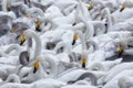 flock of Whooper swan and ducks wintering on thermal lake Svetloe Lebedinoe, Altay, Russia Royalty Free Stock Photo