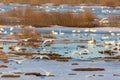 Flock of Whooper Swan