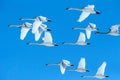 Flock of whooper swans Cygnus cygnus in flight with outstretched wings against blue sky, winter, Hokkaido, Japan, beautiful Royalty Free Stock Photo