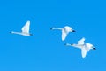 Flock of whooper swans Cygnus cygnus in flight with outstretched wings against blue sky, winter, Hokkaido, Japan, beautiful Royalty Free Stock Photo