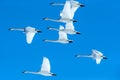 Flock of whooper swans Cygnus cygnus in flight with outstretched wings against blue sky, winter, Hokkaido, Japan, beautiful Royalty Free Stock Photo