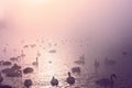 Flock of whooper swans at the misty lake Royalty Free Stock Photo