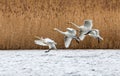 Flock of whooper swans landing on water Royalty Free Stock Photo