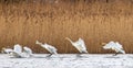 Flock of whooper swans landing on water Royalty Free Stock Photo