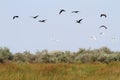 Flock of wild birds in danube delta Royalty Free Stock Photo