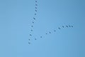 Flock of wild birds flying in a wedge against blue sky Royalty Free Stock Photo