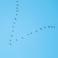 Flock of wild birds flying in a wedge against blue sky