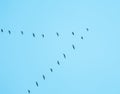 Flock of wild birds flying in a wedge against blue sky Royalty Free Stock Photo