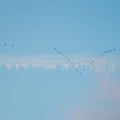 Flock of wild birds flying in a wedge against blue sky with white and pink clouds in sunset