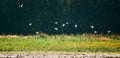 Flock Wild Birds Great Egrets Or Ardea Alba Flying Above Swamp. This Wild Birds Also Known As The Common Egret, Large Royalty Free Stock Photo