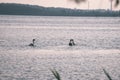 flock of wild birds resting in water near shore - vintage retro look Royalty Free Stock Photo