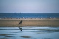 flock of wild birds resting in water near shore - vintage retro look Royalty Free Stock Photo