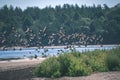 flock of wild birds resting in water near shore - vintage retro look Royalty Free Stock Photo