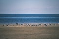 flock of wild birds resting in water near shore - vintage retro look Royalty Free Stock Photo