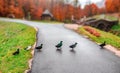 A flock of wild ducks crossing the road one after another. Royalty Free Stock Photo