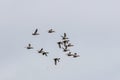 Flock of wild ducks flying across cloudy sky during spring migration season. Royalty Free Stock Photo