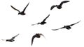 A flock of wild ducks flying on a white background Royalty Free Stock Photo