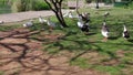 A flock of wild ducks and geese walking on green grass in the summer park