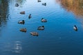 A flock of wild ducks on the lake. A flock of ducks in the water Royalty Free Stock Photo