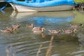 Flock of wild ducks - mallards