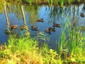 A Flock of Wild Ducks is Resting on a Forest Pond Royalty Free Stock Photo