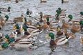 Flock of wild ducks on the river in winter in a city park Royalty Free Stock Photo