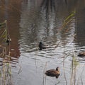 A flock of wild ducks swimming in the pond. Ducks and drakes.