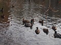 A flock of wild ducks swimming in the pond. Ducks and drakes.
