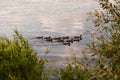 A flock of wild ducks swims on the river Royalty Free Stock Photo