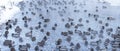 A flock of wild ducks on the water of a geothermal warm stream,blurred silhouettes of birds Royalty Free Stock Photo