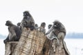 Flock of wild dusky leaves monkey on tree stump Royalty Free Stock Photo