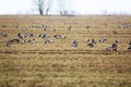 A flock of wild geese eating in a field during their spring migration Royalty Free Stock Photo