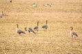 A flock of wild geese eating in a field during their spring migration Royalty Free Stock Photo