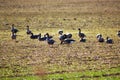 A flock of wild geese eating in a field during their spring migration Royalty Free Stock Photo