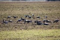 A flock of wild geese eating in a field during their spring migration Royalty Free Stock Photo