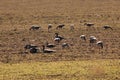 A flock of wild geese eating in a field during their spring migration Royalty Free Stock Photo