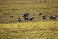 A flock of wild geese eating in a field during their spring migration Royalty Free Stock Photo
