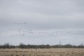 A flock of wild geese in the spring Royalty Free Stock Photo
