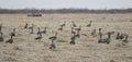 A flock of wild geese in the spring Royalty Free Stock Photo