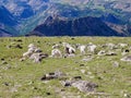 Flock of wild goats on Beartooth Pass, Wyoming. USA. Royalty Free Stock Photo