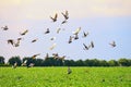 Flock of wild pigeons on a sunset Royalty Free Stock Photo