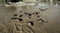 Flock of wild hippos in Tanzania, Africa. Royalty Free Stock Photo